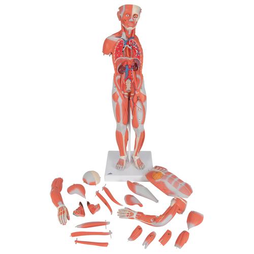 Figura Muscular Feminina Humana Completa com 1/2 Tamanho Real, sem Órgãos Internos, 21 partes - 3B Smart Anatomy, 1019232 [B56], Modelo de musculatura