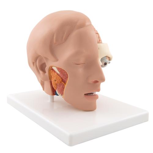 Modelo de cabeça de luxo, 6 partes, 1000217 [C09/1], Modelo de cabeça