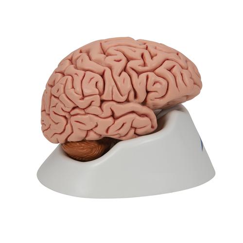 Cérebro clássico, 5 peças, 1000226 [C18], Modelo de cérebro