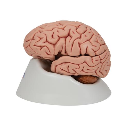 Cérebro clássico, 5 peças, 1000226 [C18], Modelo de cérebro