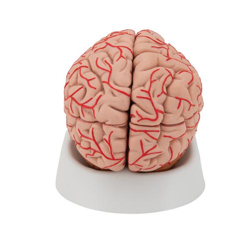 Cérebro com artérias, 9 partes, 1017868 [C20], Modelo de cérebro