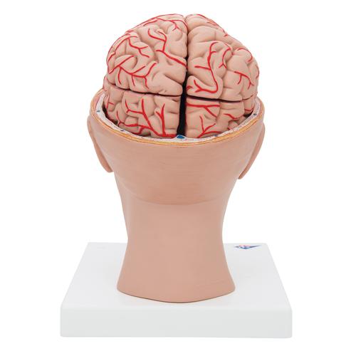Cérebro com artérias montado sobre a base da cabeça, 8 partes, 1017869 [C25], Modelo de cérebro