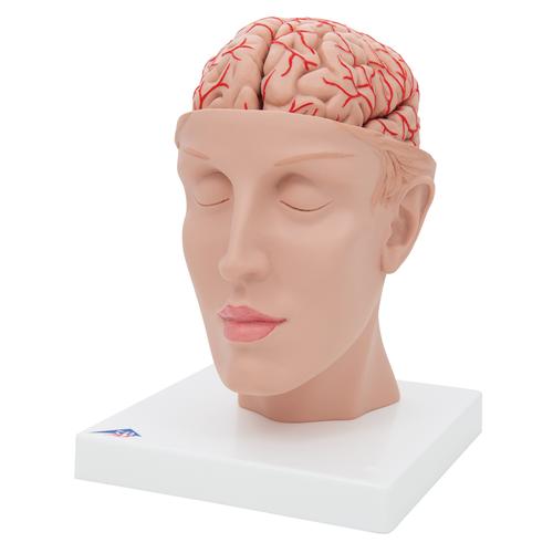 Cérebro com artérias montado sobre a base da cabeça, 8 partes, 1017869 [C25], Modelo de cérebro
