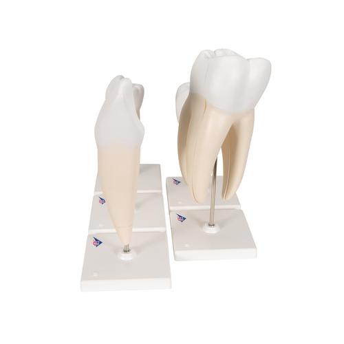Série clássica de modelos de dente, 8 vezes o tamanho natural, 5 modelos, 1017588 [D10], Modelos dentais