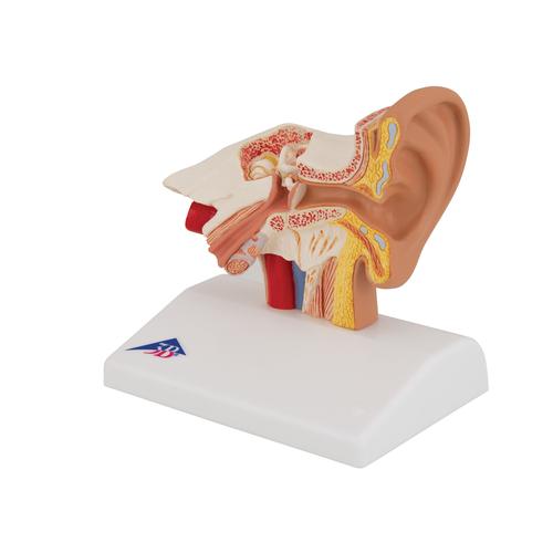 Modelo de ouvido para mesa, 1.5 vezes o tamanho natural, 1000252 [E12], Modelo de pescoço, nariz e orelhas