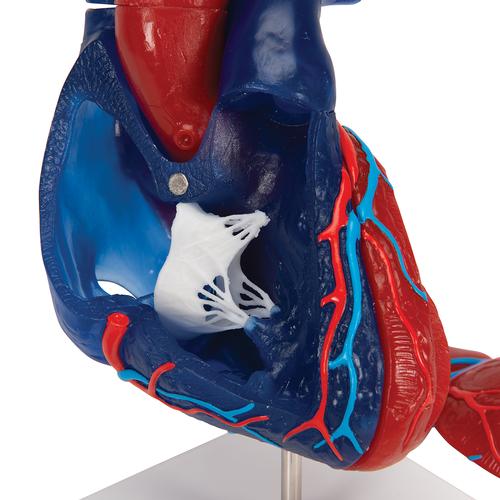 Modelo de coração humano em tamanho real, 5 partes, 1010007 [G01/1], Modelo de coração e circulação