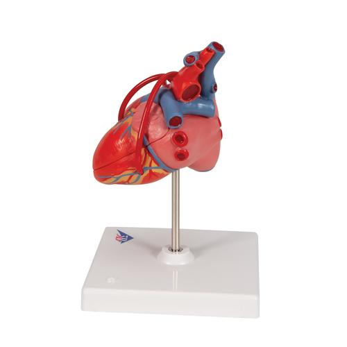 Coração clássico com pontagem coronária, 2 partes, 1017837 [G05], Modelo de coração e circulação