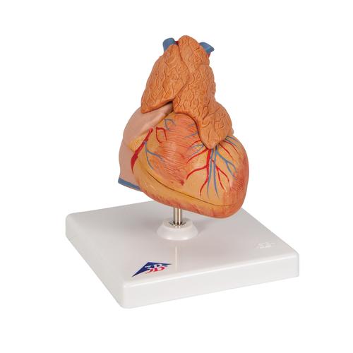 Coração clássico com timo, 3 partes, 1000265 [G08/1], Modelo de coração e circulação