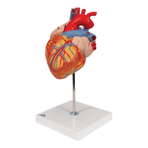 Coração, 2 vezes o tamanho natural,4 partes, 1000268 [G12], Informações sobre saúde e fitness