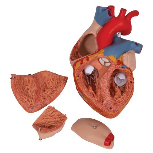 Coração, 2 vezes o tamanho natural,4 partes, 1000268 [G12], Modelo de coração e circulação