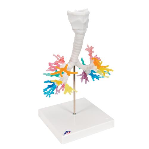 Modelo de TC de árvore brônquica e laringe, 1000274 [G23], Modelo de pulmão