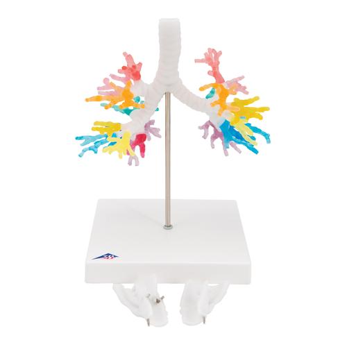 Modelo de TC de árvore brônquica e laringe, 1000274 [G23], Modelo de pulmão
