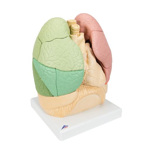 Pulmão Segmentado, 1008494 [G70], Modelo de pulmão