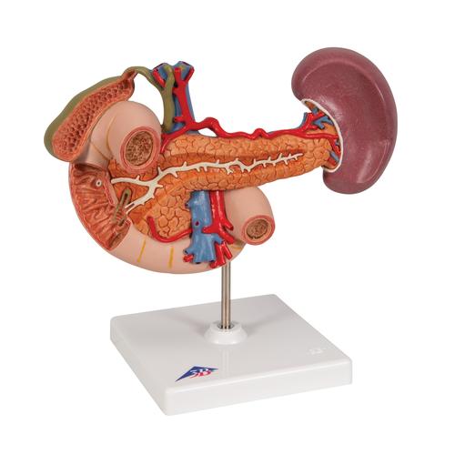 Órgãos abdominais posteriores, 1000309 [K22/2], Modelo de sistema urinário