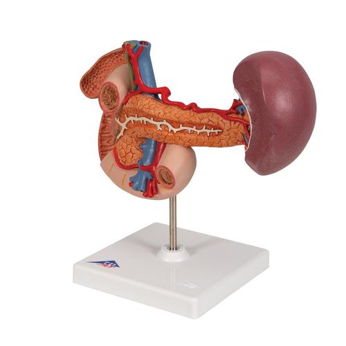 Órgãos abdominais posteriores, 1000309 [K22/2], Modelo de sistema urinário
