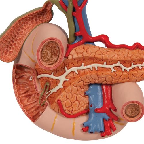Órgãos abdominais posteriores, 1000309 [K22/2], Modelo de sistema digestivo