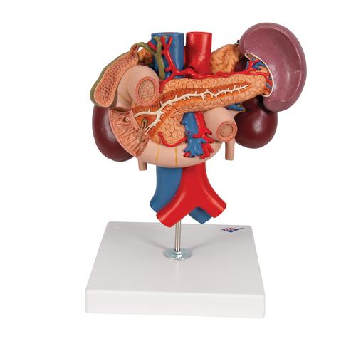 Rins com órgãos posteriores do abdômen superior, em 3 partes, 1000310 [K22/3], Modelo de sistema digestivo