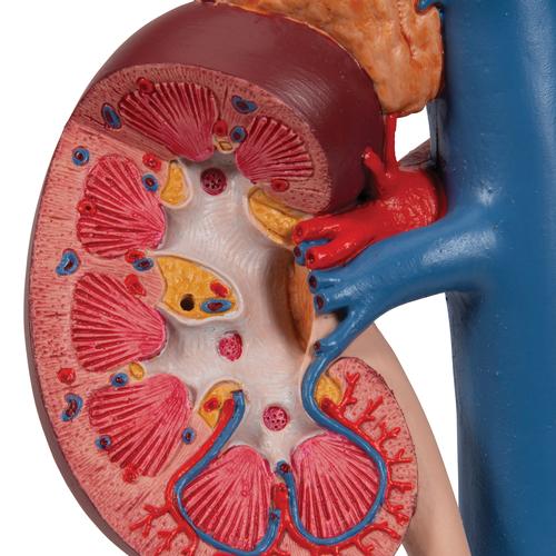 Rins com órgãos posteriores do abdômen superior, em 3 partes, 1000310 [K22/3], Modelo de sistema digestivo