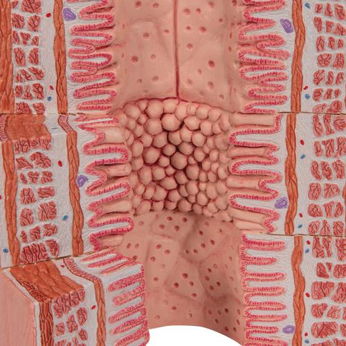 3B MICROanatomy Tubo digestivo - 20 vezes tamanho natural, 1000311 [K23], Modelo de sistema digestivo