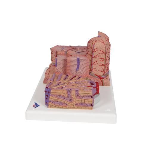 Fígado 3B MICROanatomy, 1000312 [K24], Modelo de sistema digestivo