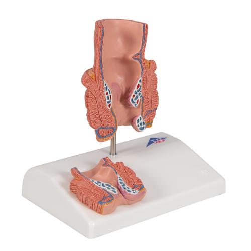 Modelo para a representação das hemorroidas, 1000315 [K27], Modelo de sistema digestivo