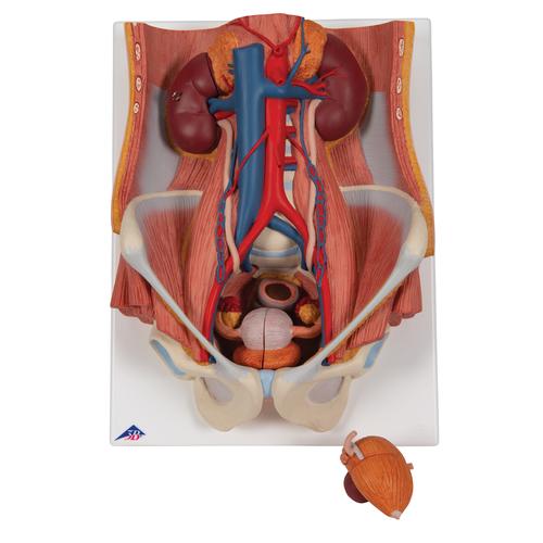 Sistema urinário masculino e feminino, 6 partes, 1000317 [K32], Modelo de sistema urinário