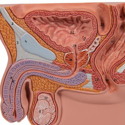 Modelo de próstata, metade do tamanho natural, 1000319 [K41], Educação: Saúde do Homem