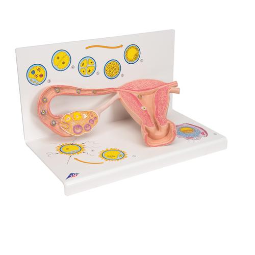 Estágios da fecundação e desenvolvimento do óvulo, 2 vezes tamanho natural, 1000320 [L01], Modelo de gravidez