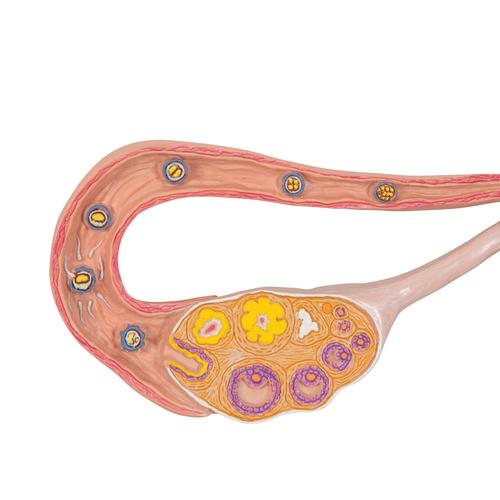 Estágios da fecundação e desenvolvimento do óvulo, 2 vezes tamanho natural, 1000320 [L01], Modelo de gravidez