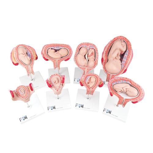 Série de gravidez 3B Scientific®, 8 Modelos, 1018627 [L10], Modelo de gravidez