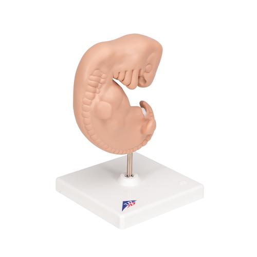 Embrião, 25 vezes o tamanho natural, 1014207 [L15], Modelo de gravidez