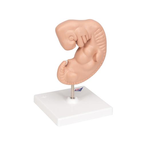 Embrião, 25 vezes o tamanho natural, 1014207 [L15], Modelo de gravidez