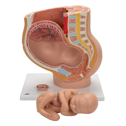 Pélvis com gravidez, 3 partes, 1000333 [L20], Educação sobre Parto e Gravidez