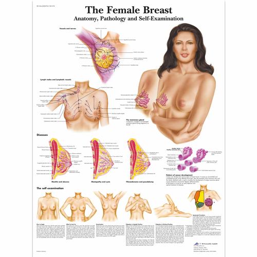 Modelo para o exame das mamas para amarrar, 1000342 [L50], Educação: Saúde da Mulher