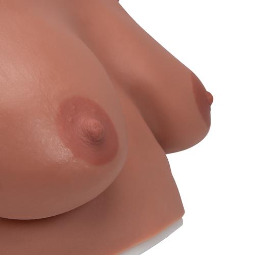 Modelo para o exame das mamas para amarrar, 1000343 [L51], Educação: Saúde da Mulher