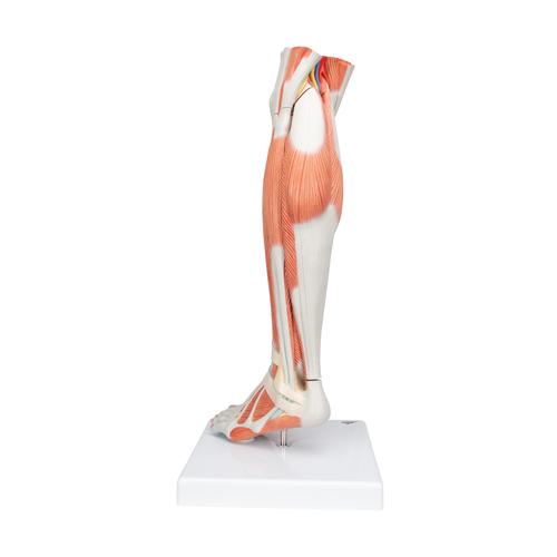 Perna com a musculatura e o joelho, em versão de luxo, 3 peças, 1000353 [M22], Modelo de musculatura