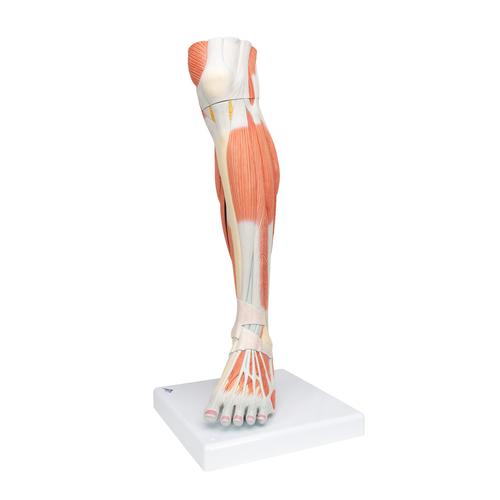 Perna com a musculatura e o joelho, em versão de luxo, 3 peças, 1000353 [M22], Modelo de musculatura