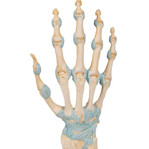 Modelo de esqueleto da mão com ligamentos e túnel do carpo, 1000357 [M33], Modelos de esqueletos do braço e mão