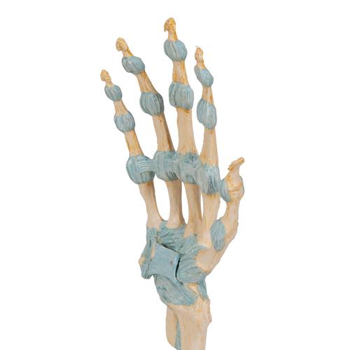 Modelo de esqueleto da mão com ligamentos e túnel do carpo, 1000357 [M33], Modelos de esqueletos do braço e mão