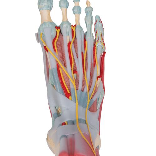 Modelo de esqueleto do pé com ligamentos e músculos, 1019421 [M34/1], Modelos de esqueletos da perna e pé