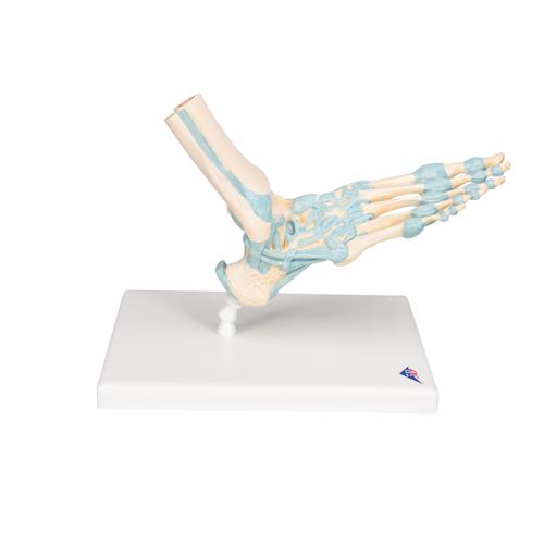 Modelo de esqueleto do pé com ligamentos, 1000359 [M34], Modelos de esqueletos da perna e pé