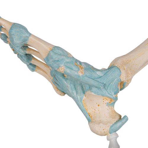 Modelo de esqueleto do pé com ligamentos, 1000359 [M34], Modelos de esqueletos da perna e pé