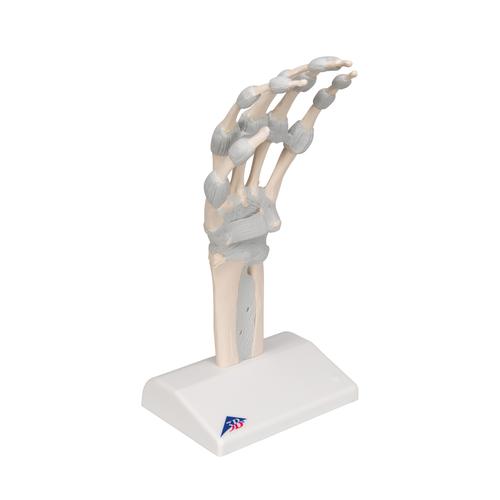 Esqueleto da mão com ligamentos elásticos, 1013683 [M36], Modelos de esqueletos do braço e mão