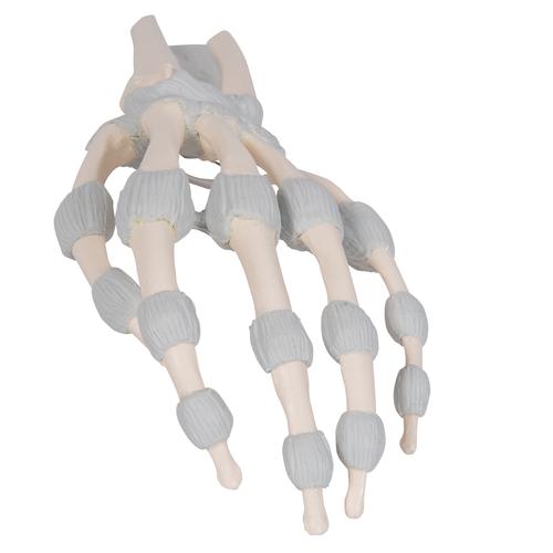 Esqueleto da mão com ligamentos elásticos, 1013683 [M36], Modelos de esqueletos do braço e mão