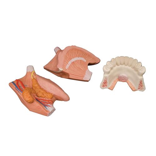 Modelo de língua, 2.5 x tamanho natural, 4 partes, 1002502 [T12010], Modelos dentais