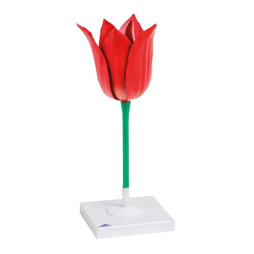 Flor tulipa (Tulipa gesneriana), modelo, 1017832 [T210101], Plantas monocotiledôneas