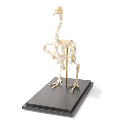 Esqueleto de galinha (Gallus gallus domesticus), preparado, 1020966 [T300021], Ornitologia (pássaros)