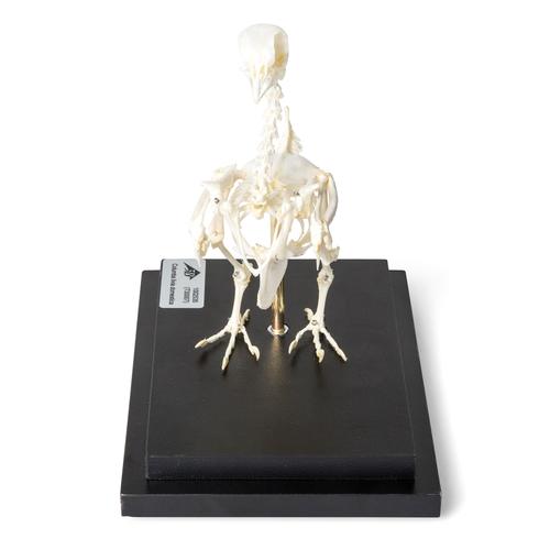 Esqueleto de pombo (Columba livia domestica), preparado, 1020982 [T300071], Pássaros