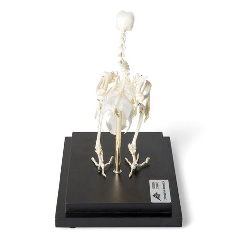 Esqueleto de pombo (Columba livia domestica), preparado, 1020982 [T300071], Ornitologia (pássaros)