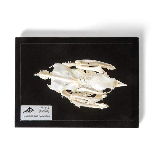 Esqueleto de pombo (Columba livia domestica), preparado, 1020982 [T300071], Ornitologia (pássaros)